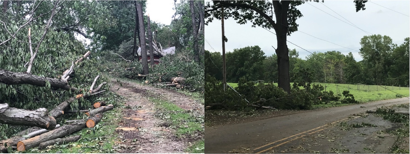 Wind damage to trees